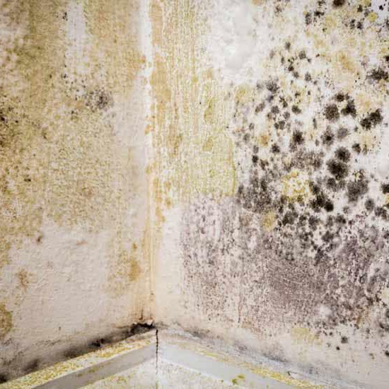 Penetrating Damp Penetrating Damp