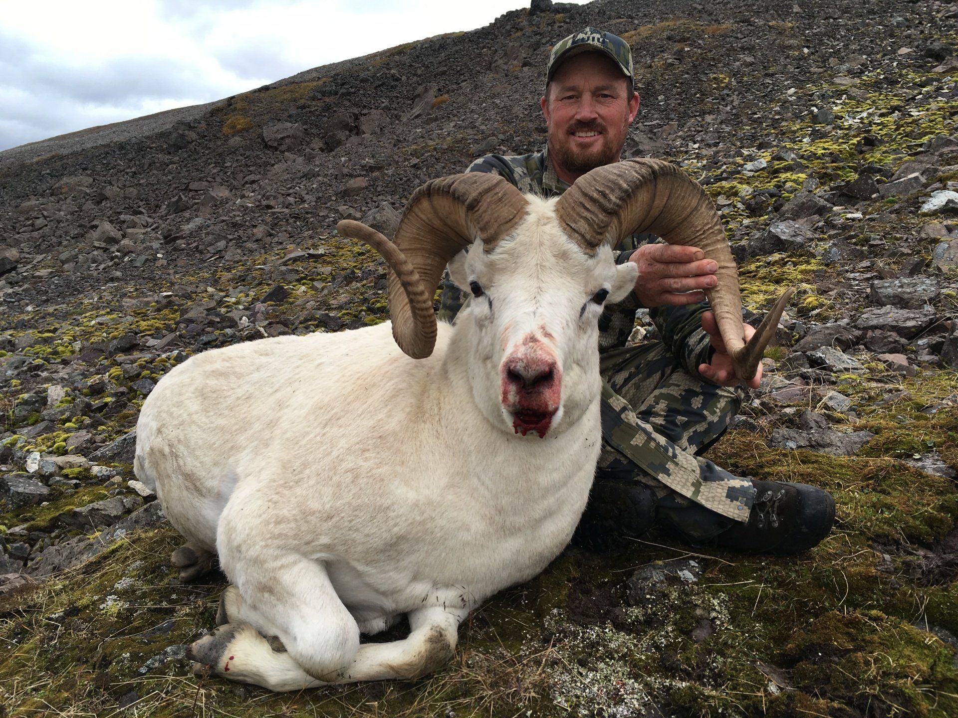 Alaska Dall Sheep hunting