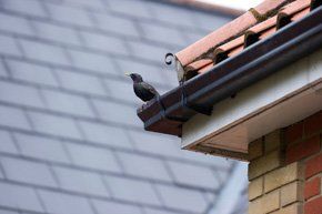 chimney repairs