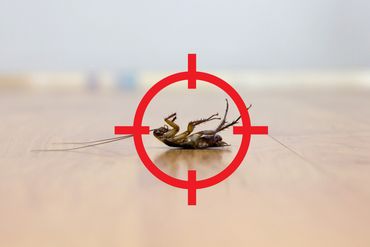 interventi contro le cavallette