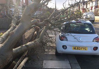 tree uprooted