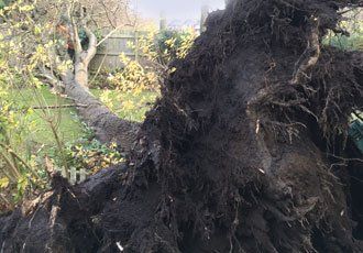 a dismantled tree