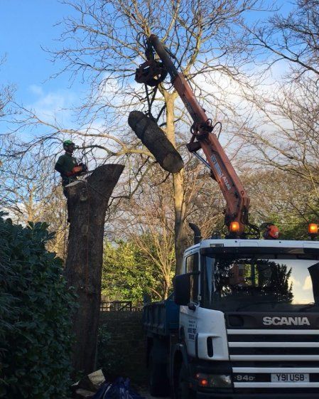 tree felling