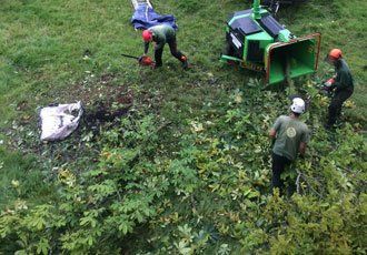 stump removal