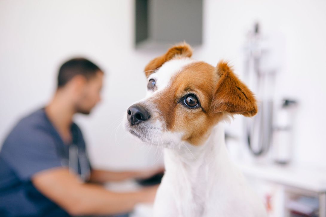 Jack Russel durante una visita veterinaria
