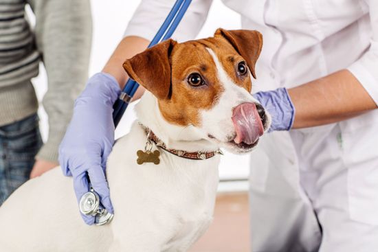 Clinica veterinaria