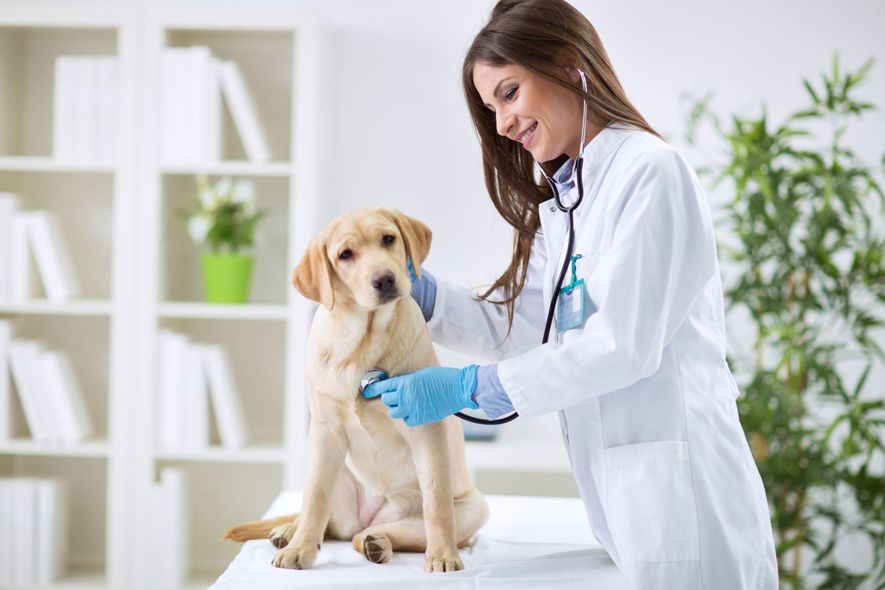 Veterinario mentre ausculta il cuore di un cane