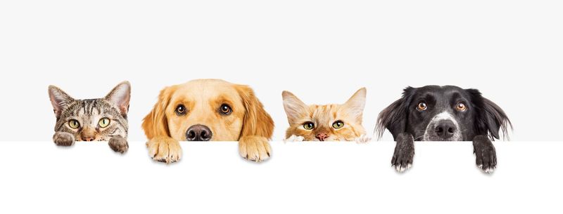 Diverse razze di cani e gatti