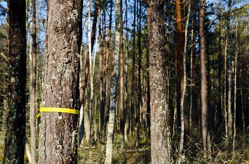 Marked Trees — Tree Removal in Salem, OR Marked Trees — Tree Removal in Salem, OR