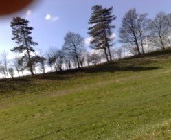 trees on horizon
