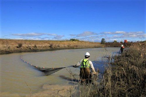 Fish Rescue and Relocation