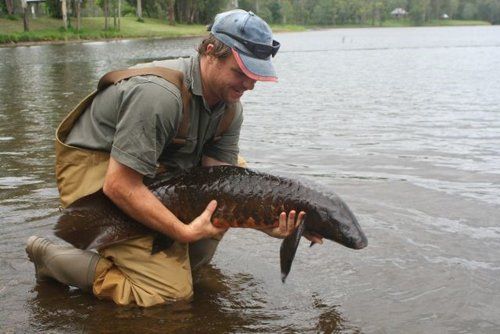 Threatened Fish Research