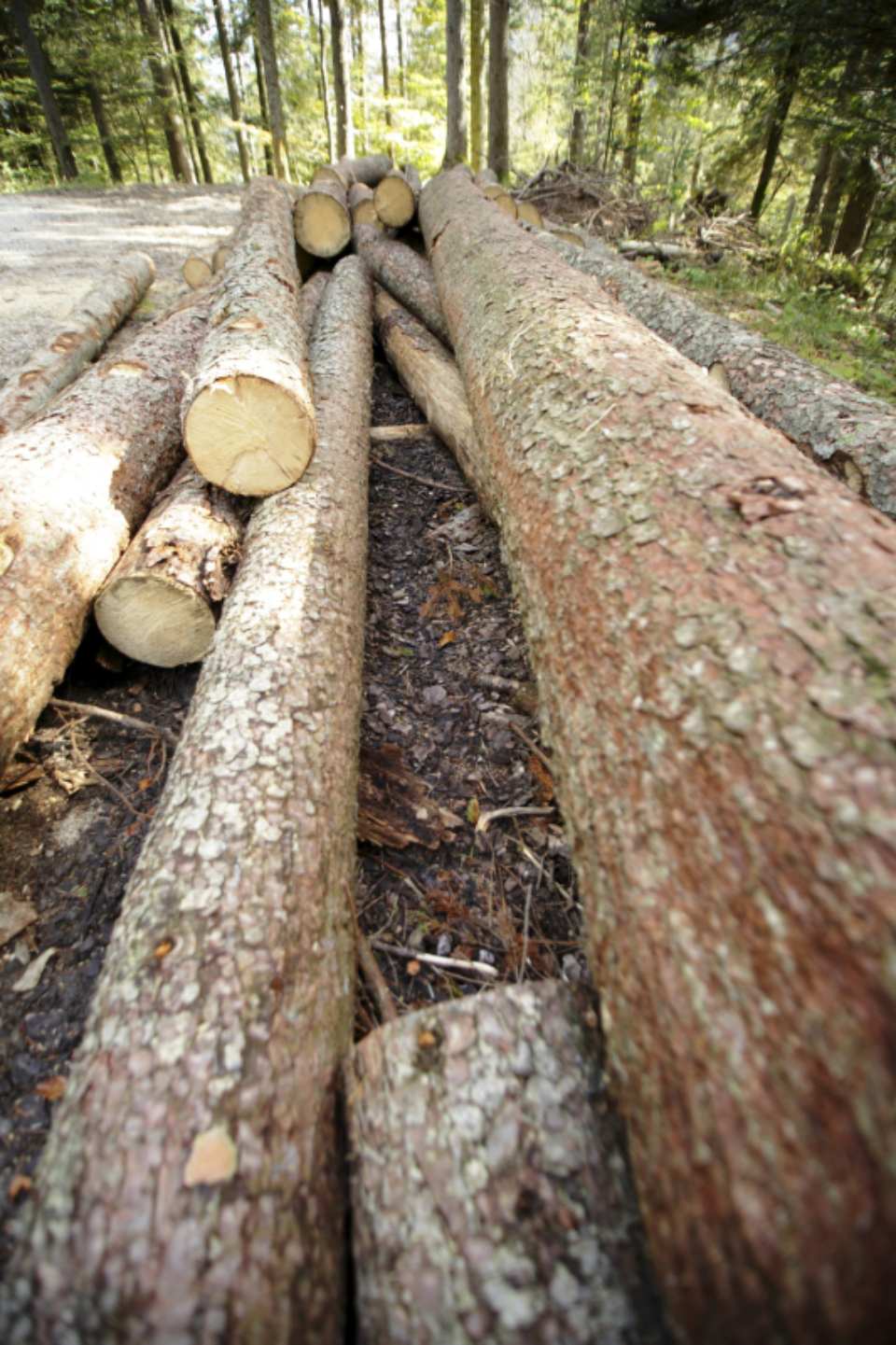 tronchi di albero