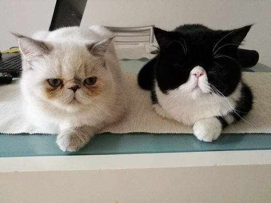gatti