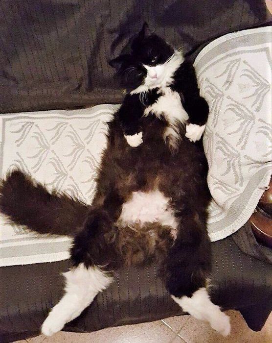 gatto