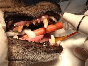 visita su cane
