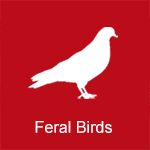 birds