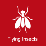 insects
