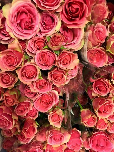 Rose gialle e rosse