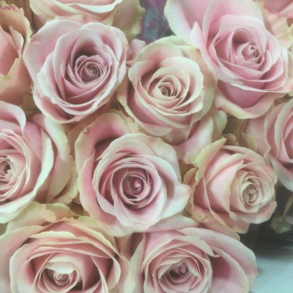 Rose bianche e rosa