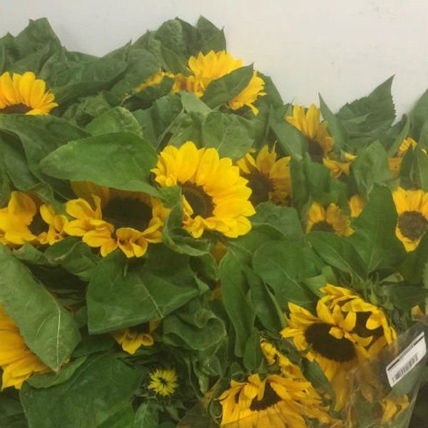 Girasoli