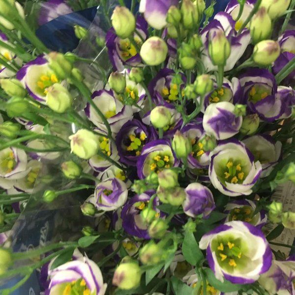 Fiori freschi viola