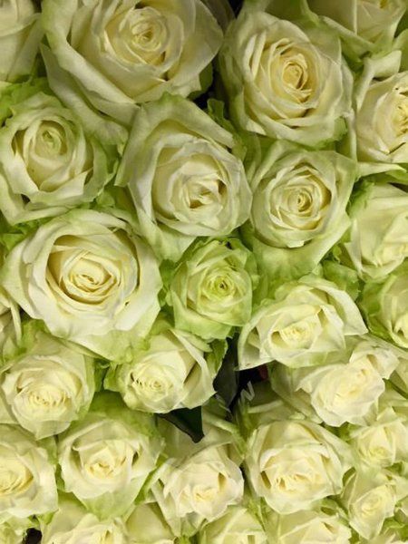 Rose gialle