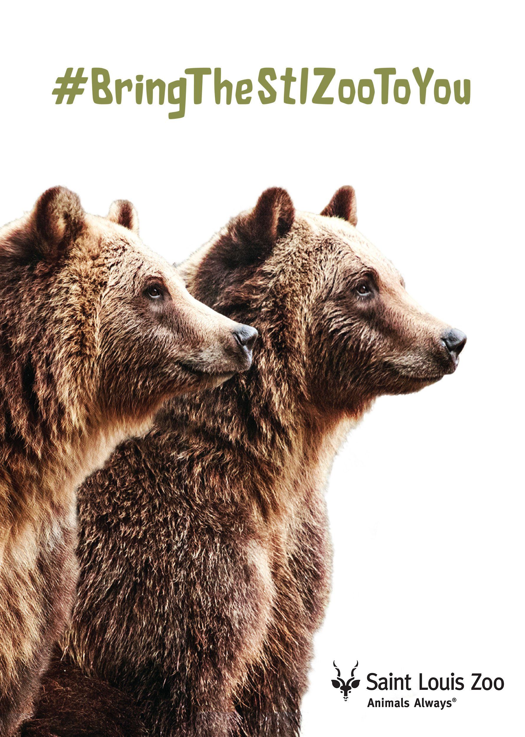 Two brown bears are standing next to each other on a white background.