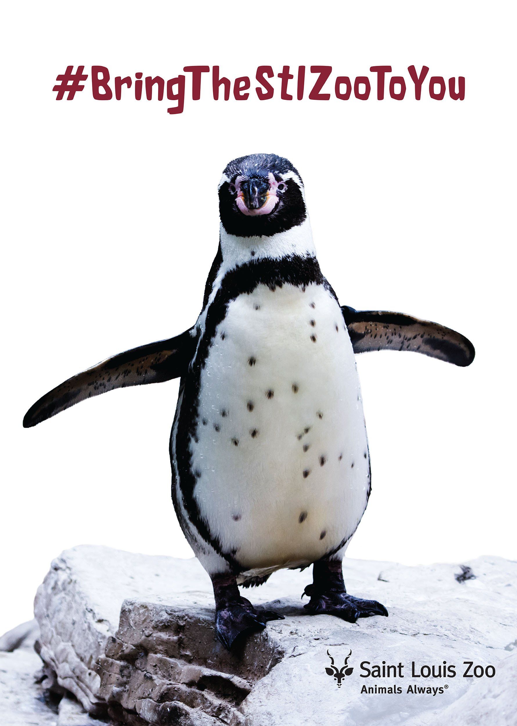 A penguin is standing on a rock with the words bring the stlzoo to you above it