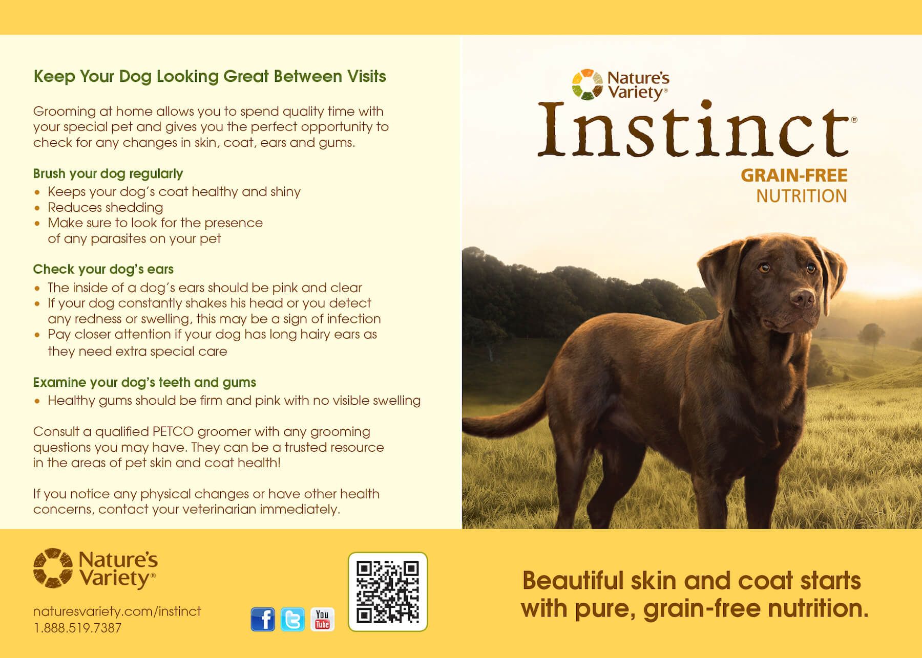A brown dog is standing in a field on a brochure for instinct grain free nutrition.