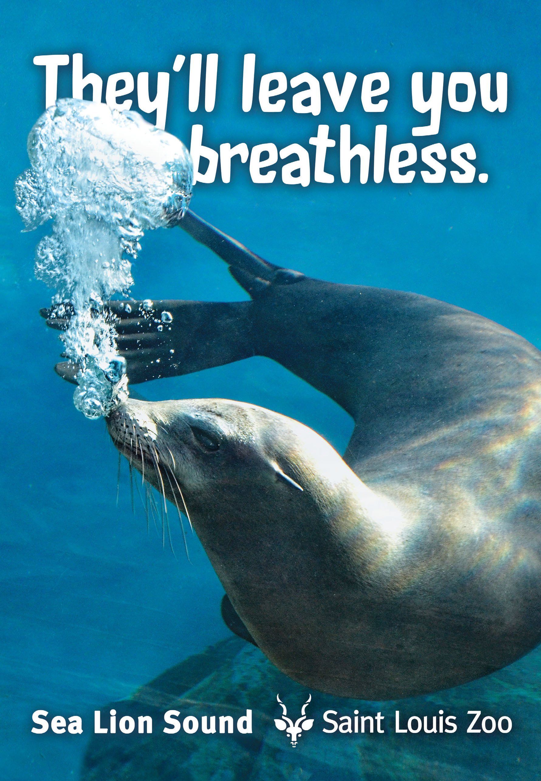 An advertisement for the sea lion sound at saint louis zoo