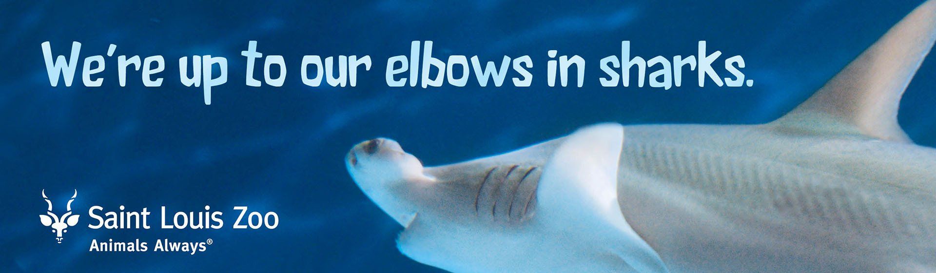 A picture of a shark with the words we 're up to our elbows in sharks