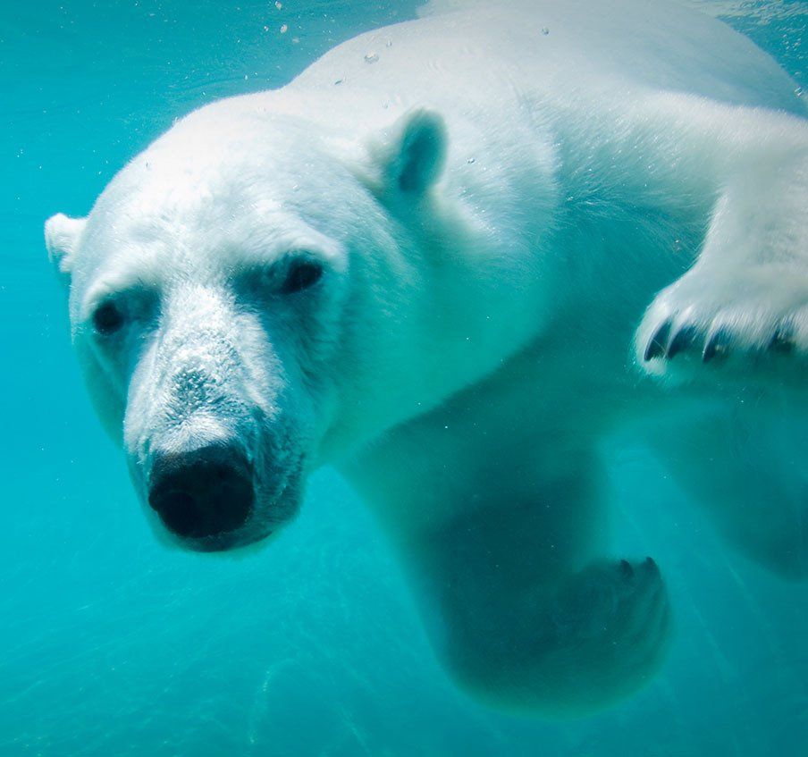 A polar bear is swimming underwater in the ocean.