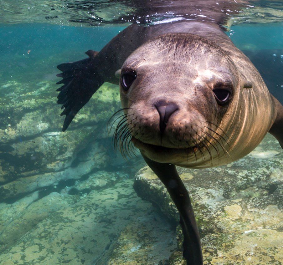 A seal is swimming in the water and looking at the camera