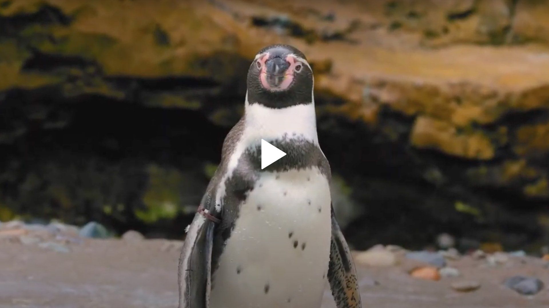 A black and white penguin is standing on a rocky beach.