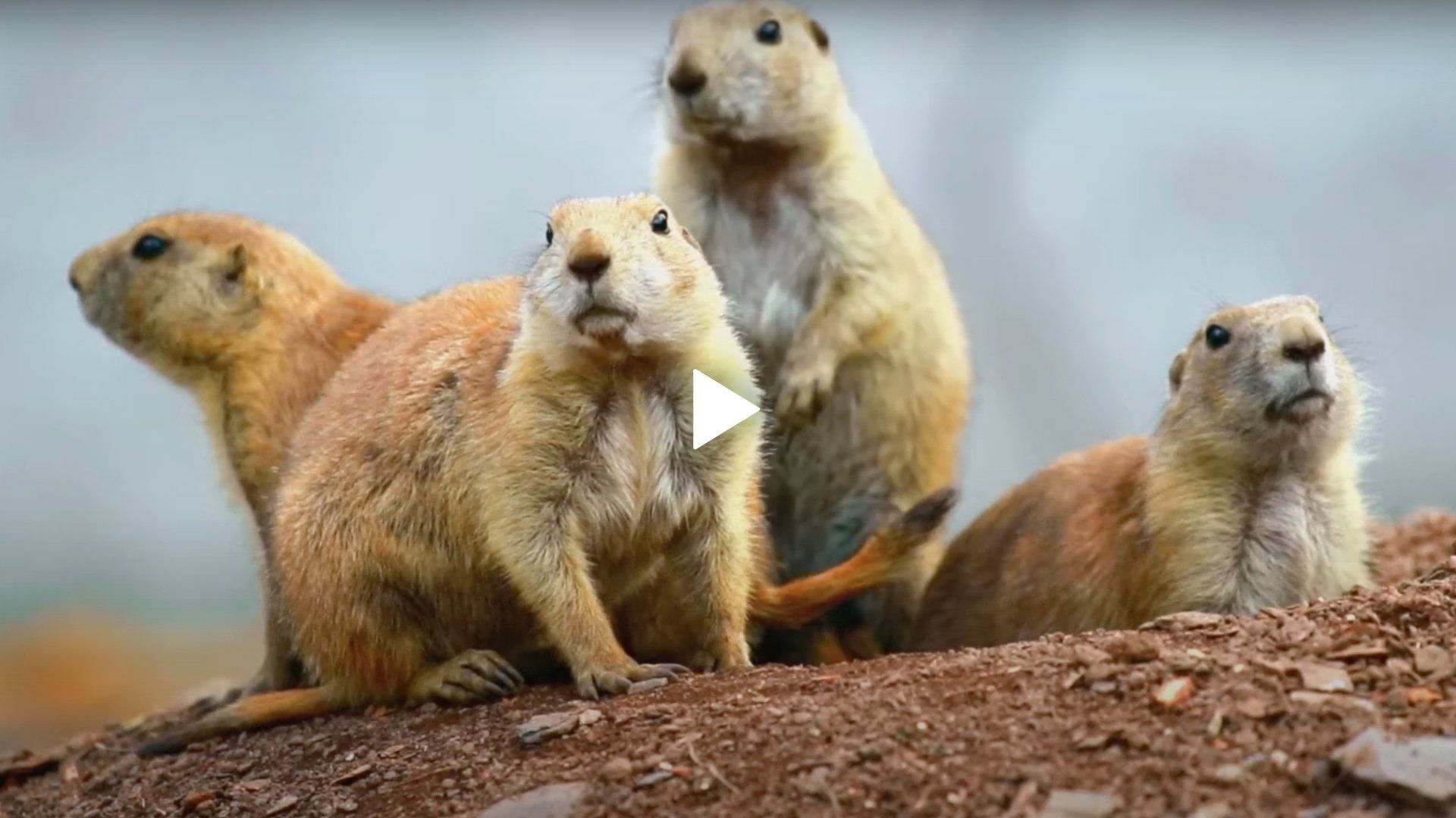 A group of prairie dogs standing on top of a pile of dirt.