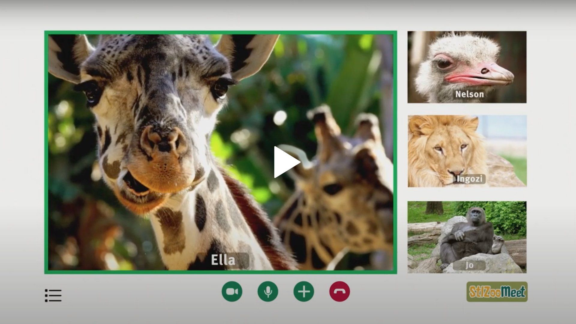 A video of a giraffe , ostrich , lion and gorilla.