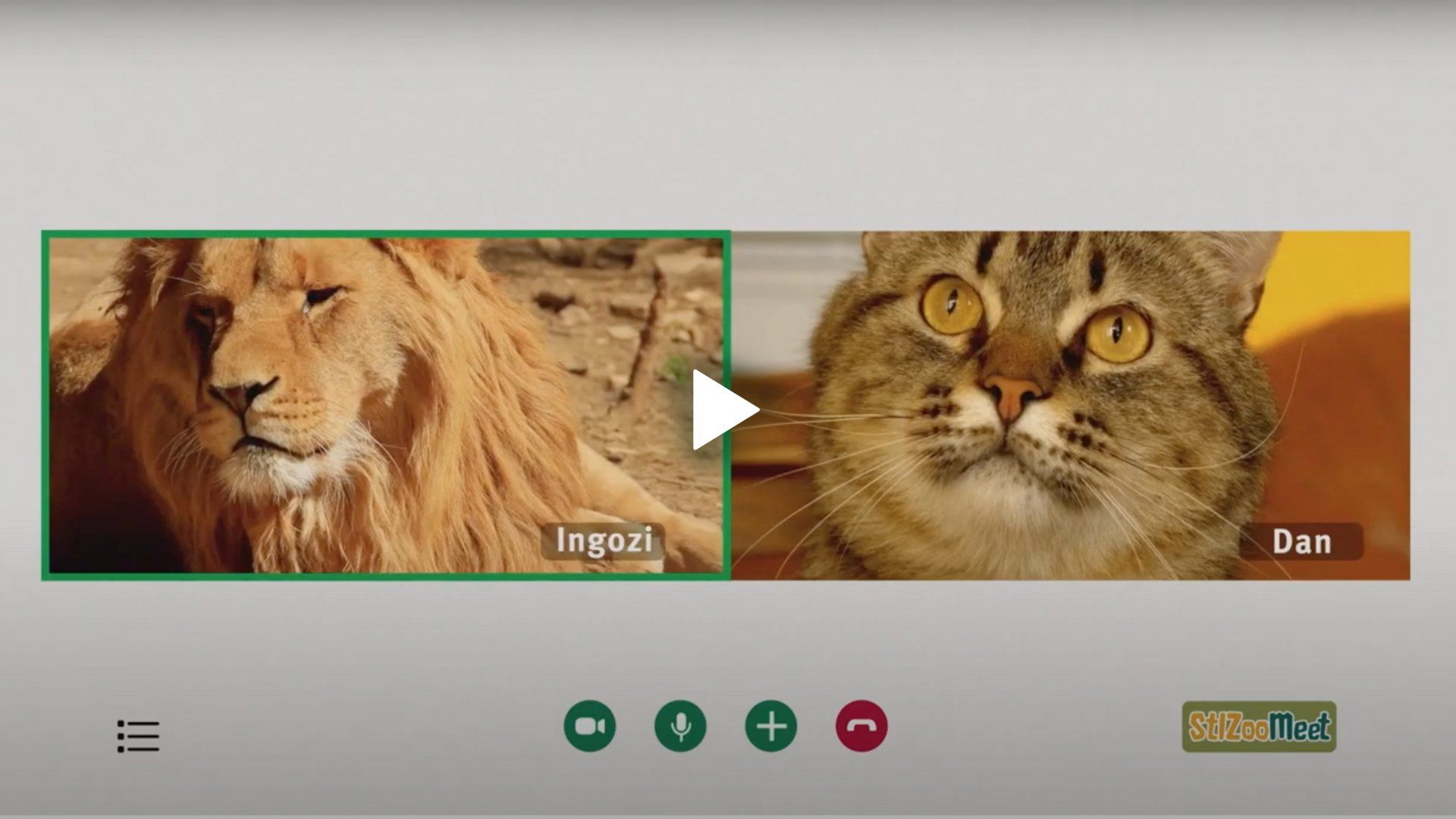 A lion and a cat are sitting next to each other on a screen.