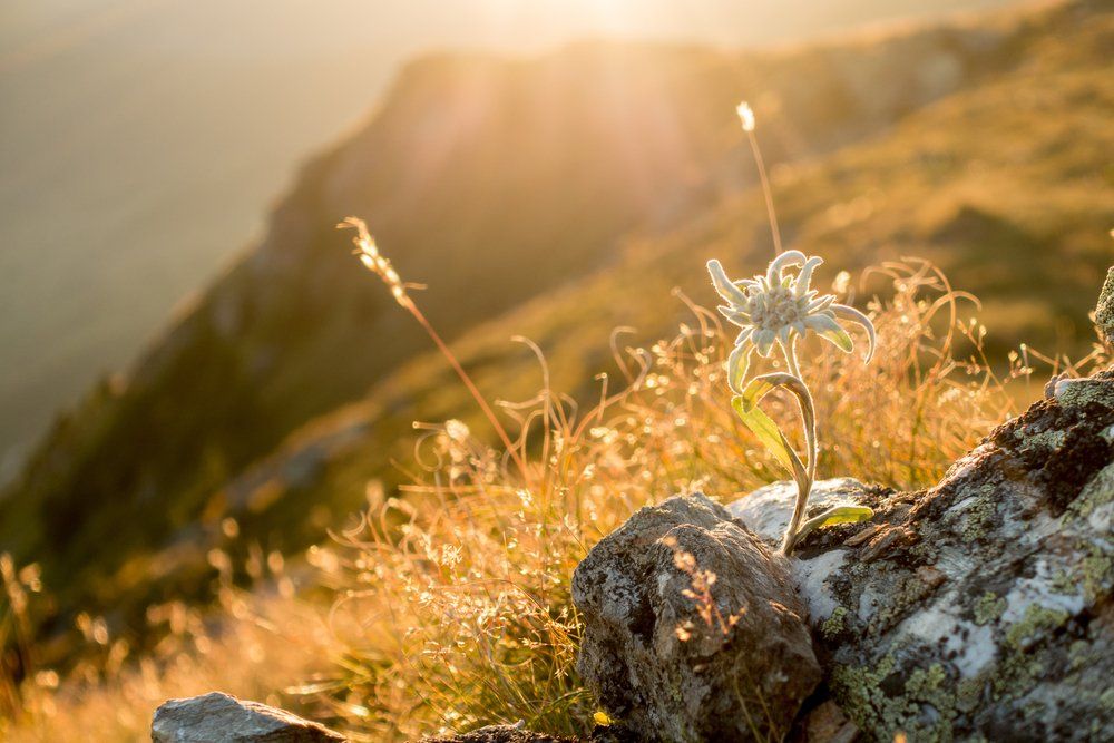 Auf einem Felsen in den Bergen wächst eine kleine weiße Blume.