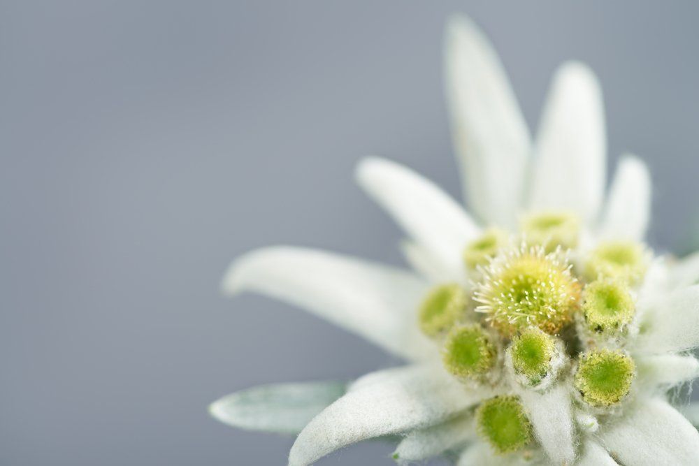 Eine Nahaufnahme einer weißen Blume mit grüner Mitte auf grauem Hintergrund.