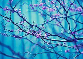 reiki en healing