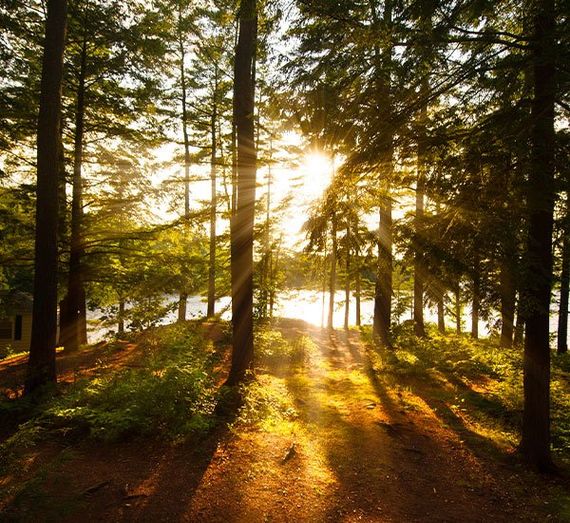 Well Pump Sales and Servicing — Sunrays Filtering to the Trees in Pine Grove, CA Well Pump Sales and Servicing — Sunrays Filtering to the Trees in Pine Grove, CA