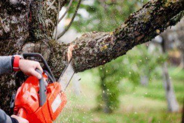 Tree Service Temple TX