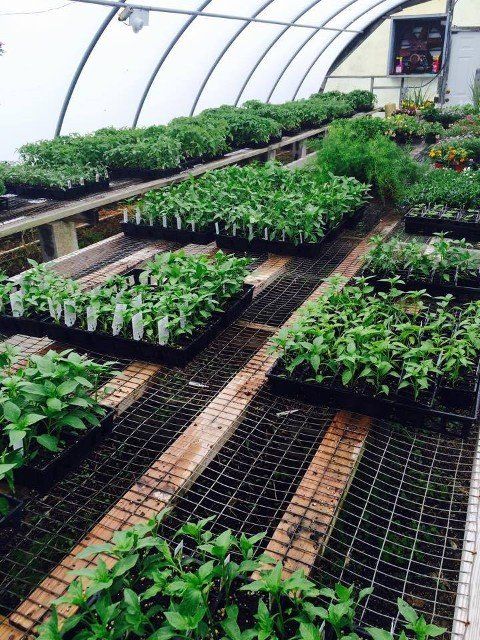 Plants & Bulbs — Vegetables Farm in Portsmouth, VA