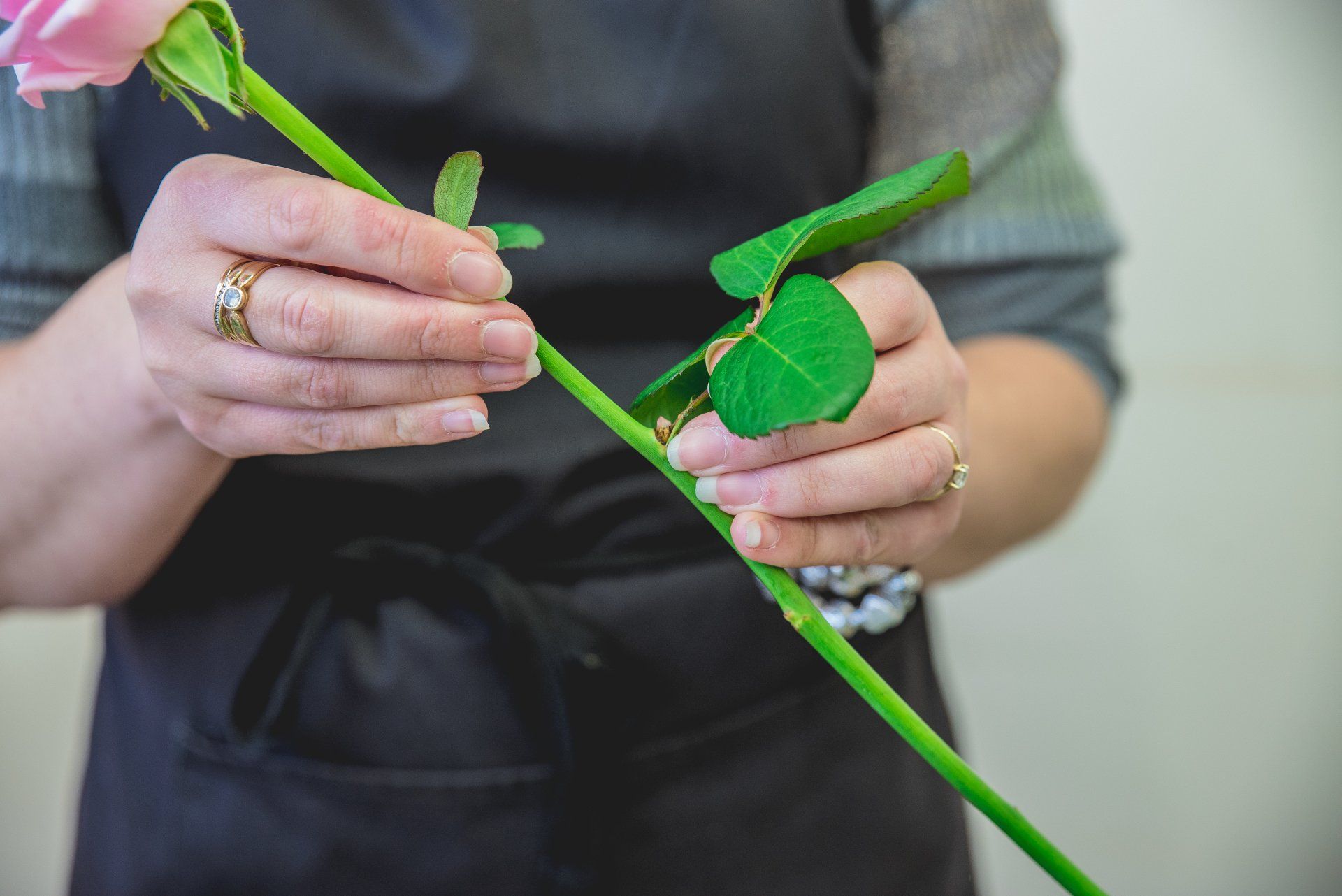 Hands holding a pink rose, pruning stem. Dark apron, white background.