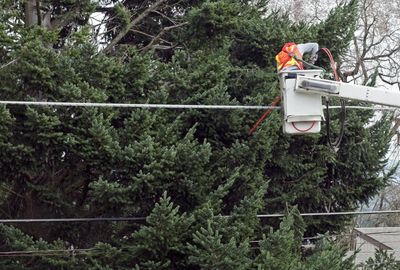 Tree Pruning — Gardener Prunes the Fruit Trees in Jacksonville, FL Tree Pruning — Gardener Prunes the Fruit Trees in Jacksonville, FL