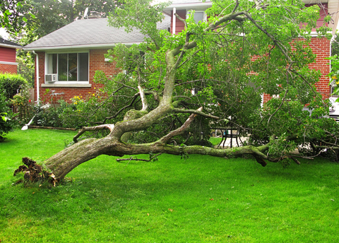 Emergency Tree Services — Restoring Property After Storm in Jacksonville, FL Emergency Tree Services — Restoring Property After Storm in Jacksonville, FL