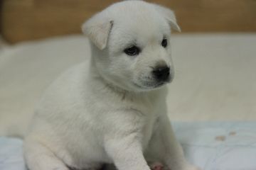 Puppy Health Examination — Honolulu, HI — The Pet Clinic Puppy Health Examination — Honolulu, HI — The Pet Clinic