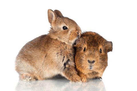 Bunny and Guinea Pig Snuggle — Honolulu, HI — The Pet Clinic Bunny and Guinea Pig Snuggle — Honolulu, HI — The Pet Clinic