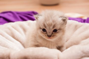 Kitten Health Examination — Honolulu, HI — The Pet Clinic Kitten Health Examination — Honolulu, HI — The Pet Clinic